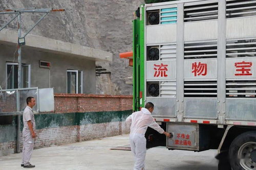 空调专车护送，兴文超大猪场仔猪入住智能化新家